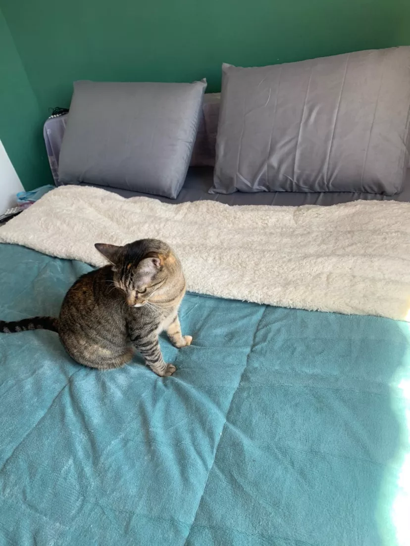 Coberdrom sherpa na cama com gato descansando em cima