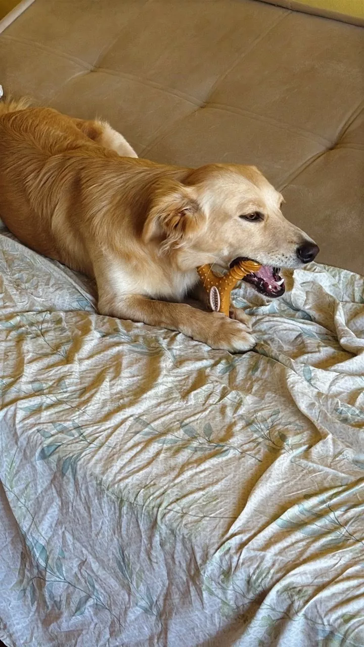 Golden retriever deitado na cama mordendo o osso de fibra de trigo