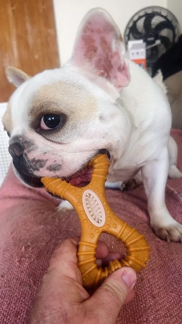 Bulldog francês mordendo o mordedor formato Y